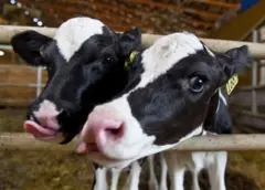 Imagem genérica de vacas.