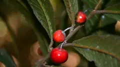 ஆனைமலை, தாவரங்கள், காடுகள், இயற்கை, மேற்குத் தொடர்ச்சி மலை
