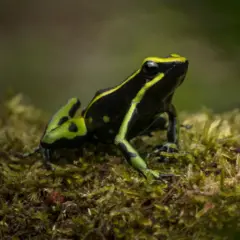 Sapo-flecha, com coloração preta, verde e amarela, de perfil