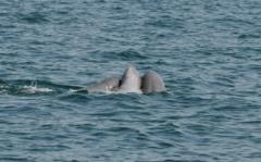 မျိုးစိတ်တူပေမဲ့ ကံကြမ္မာမတူတဲ့ မြန်မာ့ ဧရာဝတီလင်းပိုင်တွေ