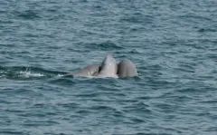 ထိုင်းပင်လယ်ကွေ့နားမှာ တွေ့ရတဲ့ ဧရာဝတီလင်းပိုင်တွေ