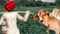 દેશી કુવાડીયો નુકસાનકારક કેમ, વિદેશી પ્રજાતિ કુંવાડિયાને કેવી રીતે કાઢવો, રાજકોટ અને ગીરનાર સૌરાષ્ટ્રમાં ખેડૂતો પશુપાલકો અને માલધારીઓમાં ચિંતા, Senna tora Senna uniflora, બીબીસી ગુજરાતી કૃષિ સમાચાર