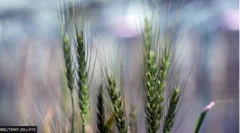 wheat 