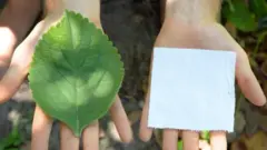Hoja de boldo junto a un trozo de papel higiénico.