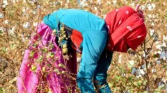 कापूस आयात माफीचा निर्णय : वस्त्रोद्योगाला तात्पुरता दिलासा, मात्र शेतकऱ्यांना फटका