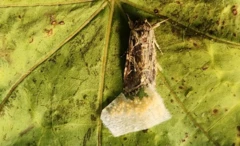 Uma mariposa marrom depositando ovos brancos em uma planta de tomate verde