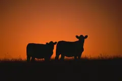 Duas vacas iluminadas ao pôr do sol em um pasto no Uruguai.