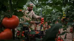 Cultivo de tomates em estufa