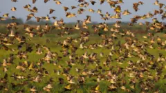 ኣዕዋፍ ኲሌያ