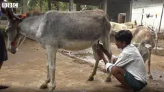 గాడిద పాల వ్యాపారం