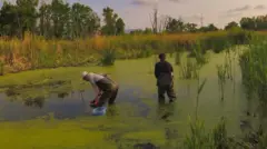 Dois homens realizando trabalho de campo em um lago repleto de algas e cercado por plantas verdes.