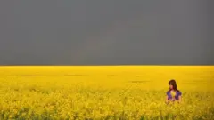 Украина. Согушка чейинки саргын талаасы