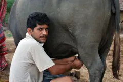 ગુજરાતમાં દૂધનું ઉત્પાદન 