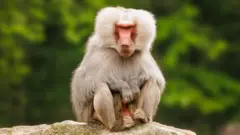 Bir babun tek başına oturuyor, arkada ağaçlar var