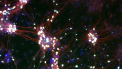 Zoom em células nervosas