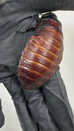 कॉकरोच