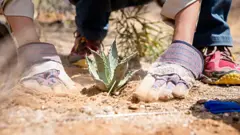 Primer plano de una persona plantando un agave
