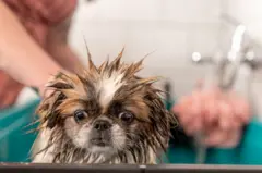 Cachorro tomando banho