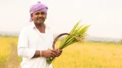 நெல் விலை, விவசாயி, விவசாயம்
