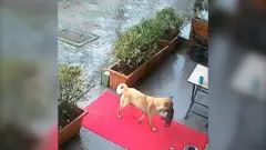 یک سگ در حالی که توله‌ بی‌حالش را به دندان گرفته بود، به کلینیک دامپزشکی در استانبول مراجعه کرد