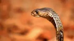 সাপ