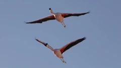 Flamingos voam sobre a lagoa Chaxa, no salar de Atacama, no Chile