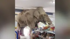 slon upao u prodavnicu