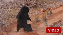 குட்டிக்காக புலியுடன் சண்டையிட்ட கரடி 