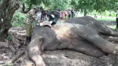  පණ්ඩුලගම වනජීවී ඒකකයේ නිලධාරී කණ්ඩායම විසින් වන අලියා පරික්ෂා කිරීම 