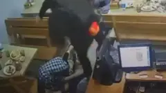 "Бодрость" ҳаммоми кузатув камераларига ёзилган кадрларда ҳуқуқ ходими мижозларнинг устидан босиб юриши ва бошларига тепиши акс этади. 