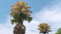 ताडका बोटमा ढकमक्क फूल