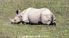 கோவையில் காண்டாமிருகம் வாழ்ந்ததா? தொல்லியல் ஆய்வில் கிடைத்த ஆதாரம்