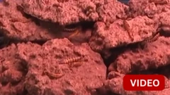 காணொளி: ஜெர்மனியில் பூச்சிகளால் ஆன உணவை வழங்கும் கஃபே