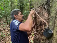 José do Carmo Alves fazendo o corte para extrair látex 