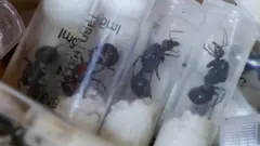 Fourmis dans des seringues