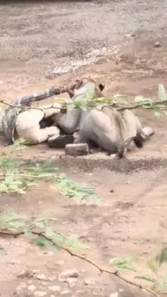પાલિતાણા