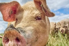 หมูยิ้ม