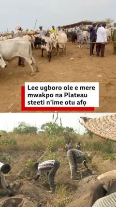 Ugboro ole e merela mwakpo na Plateau Steeti n'ime otu afọ