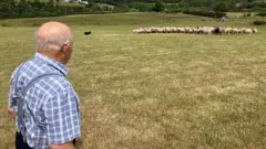 Imagen de un anciano con una camisa a cuadros azul, tomada desde detrás de su hombro derecho. Está de pie en un campo de cultivo, observando un rebaño de unos 50 corderos que están siendo reunidos por un perro pastor.