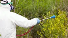 Pessoa com roupa de segurança lança produtos químicos sobre plantas no meio rural