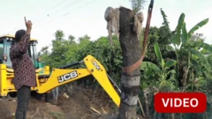 வெட்டப்படாமல் வேரோடு வேறு இடத்தில் நடப்பட்ட மரங்கள்; சூழலைக் காக்க கோவையில் புதிய முயற்சி