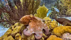 Um polvo marrom e amarelo em meio a rochas no fundo do oceano, enquanto peixes nadam ao redor.