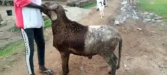 Afihan ẹni to mu agbo ileya lọwọ