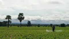 မကွေးတိုင်းထဲ မြေပဲခင်း 