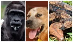 Aworan awọn ẹranko 