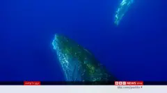 نهنګان