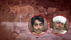 ગુજરાત, વનવિભાગ, દીપડાનું મોત, ગીર અભયારણ્ય, ગીરનું જંગલ, પ્રાણીઓ, બીબીસી ગુજરાતી