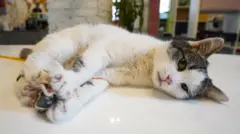 Ilustrasi kucing