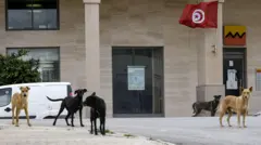 مجموعة من خمسة كلاب سائبة أمام مبنى بنك في تونس