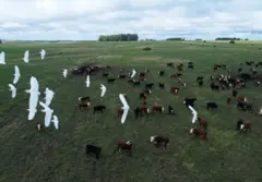 Vista aérea de um campo com vacas no Uruguai.
